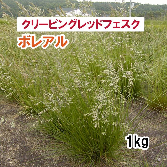 痩せ地でも良好に生育する、緑化用 ［特徴］ 緑化用として幅広く利用されています。 土壌を選ばす痩せ地でも良好に生育します。 ［播種量］ 15～40g/平方メートル ［播種期］ 道東・道北：春～夏　5月上旬～8月下旬 道央・道南：春～夏　5月上旬～8月下旬 東北北部・寒高冷地：春～夏　5月上旬～8月下旬 東北中部・南部：春　4月上旬～6月中旬・秋　9月上旬～10月上旬 ［ご確認ください］ この商品はメーカーより直送のため、納品書及び領収書は同封できません。 購入履歴より「注文詳細を表示」をクリックし、ご自身で領収書・請求書を発行してください。 ［種子商品と責任］ ※種子は発芽試験の基準を満たしたものをお届けいたしますが、商品の性質上、すべて同一ではなく異株が出ることがございます。 ※播種後の条件が商品にとって不適切な場合、発芽しないことがございます。品目ごとに適した条件下での管理をお願いいたします。 ※種子はご注文いただいた時点で有効期限内のものを発送させていただきますが、種子はナマモノとなりますので、予め作型をご自身でお決めいただいてからのご購入を推奨いたします。 ※独自に加工した種子を使用した場合、自家採種（採り返し）した種子を使用した場合、お届け後に種子の有効期限が切れたものを播いた場合の責任は負いかねます。 ※種子は保管状況、天候、栽培環境など様々な条件により結果が異なるため、種子の生長後や収穫物に対する補償は行っておりません。 ※植物は品種の特性や環境によって生育差が生じることがあるため、記載の収穫量、サイズ、味などの表現に関しては異なる場合がございます。