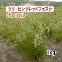 【 緑化用 クリーピングレッドフェスク 】 ボレアル 1kg 牧草 放牧用 栽培用 緑肥 種子 雪印種苗