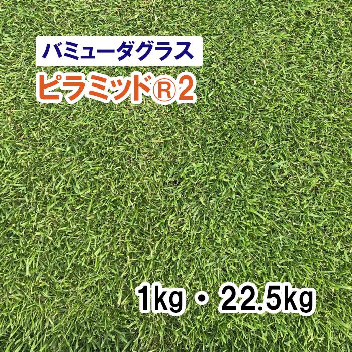 【 芝生用 緑化用 バミューダグラス 】ピラミッド®2 1kg 22.5kg 牧草 放牧用 栽培用 緑肥 種子 リビエラ後継品種 雪印種苗