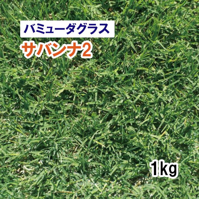 【 緑肥用 バミューダグラス 】 サバンナ2 1kg 牧草 放牧 採草 栽培用 飼料用 ゴルフ場 競技場 緑化 種子 タキイ種苗
