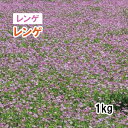 1月まで【 緑肥用 レンゲ 】 レンゲ 1kg 蜜源 ミツバチ 牧草 放牧 採草 栽培用 飼料用 緑化 種子 タキイ種苗