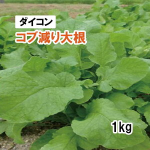 【 緑肥用 ダイコン 】 コブ減り大根 1kg 牧草 放牧 採草 栽培用 飼料用 緑化 種子 タキイ種苗