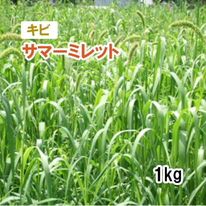 タキイ種苗 ソラマメ 仁徳一寸 1L