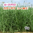 ※コート種子※【 飼料用 ローズグラス 】 カタンボラ (2倍体中生) 1kg 牧草 放牧 採草 栽培用 緑化 種子 カネコ種苗