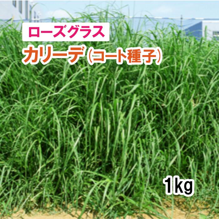 ※コート種子※【 飼料用 ローズグラス 】 カリーデ （4倍体晩生） 1kg 牧草 放牧 採草 栽培用 緑化 種子..