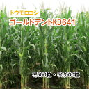 25春3月中旬【 飼料用 トウモロコシ 】 ゴールドデントKD641 3,500粒 50,000粒 牧草 放牧 採草 栽培用 飼料用 緑化 種子 カネコ種苗