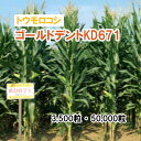 【 飼料用 トウモロコシ 】 ゴールドデントKD671 3,500粒 50,000粒 牧草 放牧 採草 栽培用 飼料用 緑化 種子 カネコ種苗