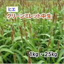  グリーンミレット 中生 1kg 20kg 牧草 放牧 採草 栽培用 緑化 種子 カネコ種苗