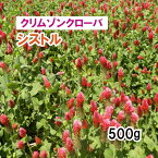 【 景観形成 種 クリムソンクローバ 】 シストル （秋まき） 500g 放牧 採草 栽培用 緑化 花 種子 カネコ種苗