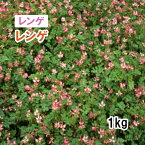 【 景観形成 種 レンゲ 】 れんげ （秋まき） 1kg 放牧 採草 栽培用 緑化 花 種子 カネコ種苗