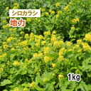 【 緑肥 種 シロカラシ 】 地力 （秋まき） 1kg 放牧 採草 栽培用 緑化 花 種子 カネコ種苗