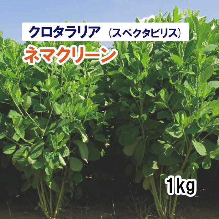 【 緑肥用 クロタラリア ( スペクタビリス ) 】 ネマクリーン 1kg 牧草 栽培用 緑化 種子 カネコ種苗 1