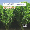 【 緑肥用 クロタラリア ( スペクタビリス ) 】 ネマクリーン 1kg 牧草 栽培用 緑化 種子 カネコ種苗