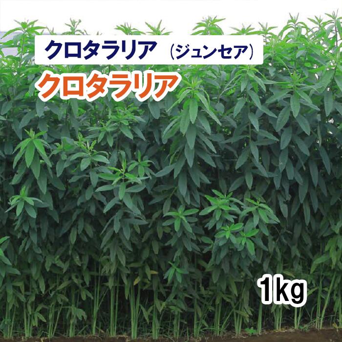 【 緑肥用 クロタラリア ( ジュンセア ) 】 クロタラリア 1kg 牧草 栽培用 緑化 種子 カネコ種苗