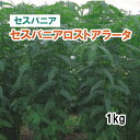【 緑肥用 セスバニア 】 セスバニアロストアラータ 1kg 牧草 栽培用 緑化 種子 カネコ種苗