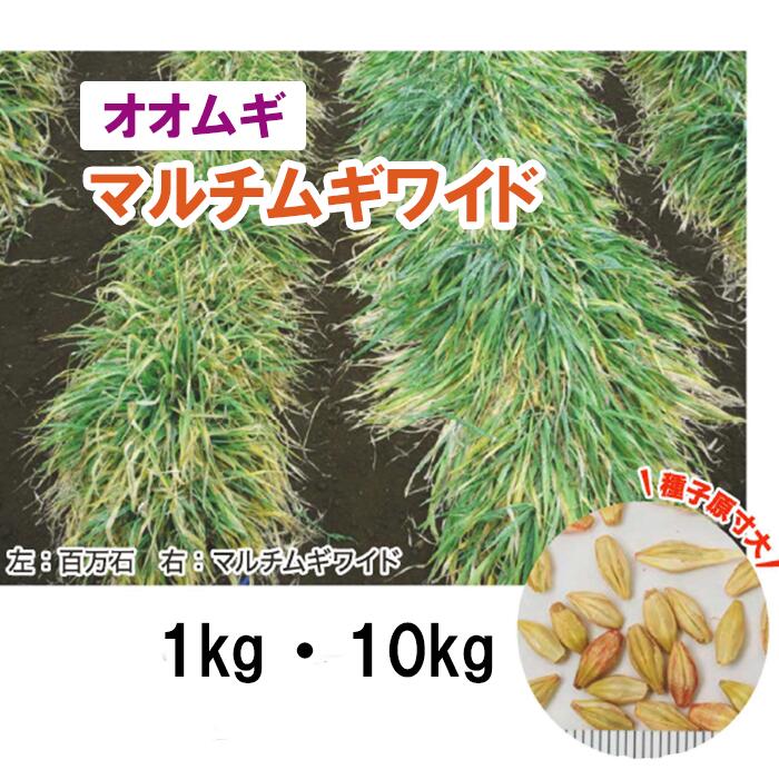 【サカタのタネ公式】 小カブ 二刀 野菜 種 3200～6000粒 大袋 春まき サカタ交配 美味しい 病気に強い 営利 栽培 収穫 園芸 大根 かぶ 種子 タネ たね