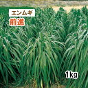 【 緑肥用 エンムギ 】 前進 (中生) 1kg 牧草 放牧 採草 栽培用 緑化 飼料用 種子 タキイ種苗