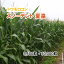 二期作 日本の画像