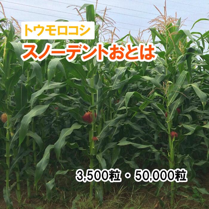 【 飼料用 トウモロコシ 】 スノーデントおとは / PI2008 PVP 3,500粒 50,000粒 牧草 栽培用 緑化 緑肥..