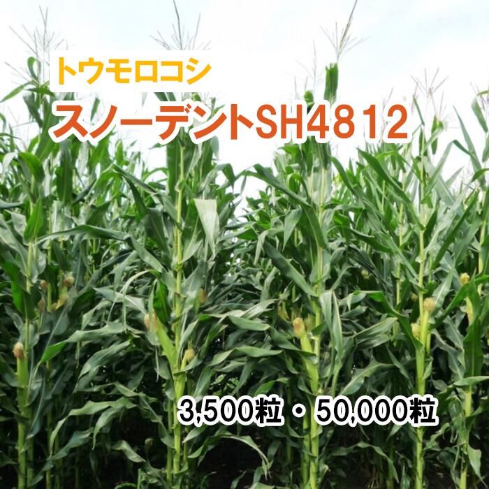 【 飼料用 トウモロコシ 】 スノーデントSH4812 / SH2812 3,500粒 50,000粒 牧草 栽培用 緑化 緑肥 種..