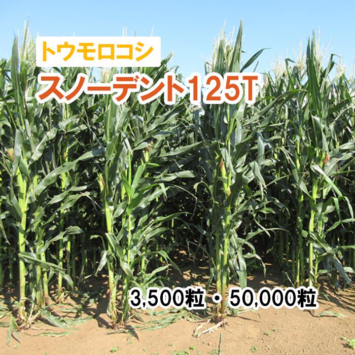 【 飼料用 トウモロコシ 】 スノーデント125T / SH2821 3,500粒 50,000粒 牧草 栽培用 緑化 緑肥 種子 ..