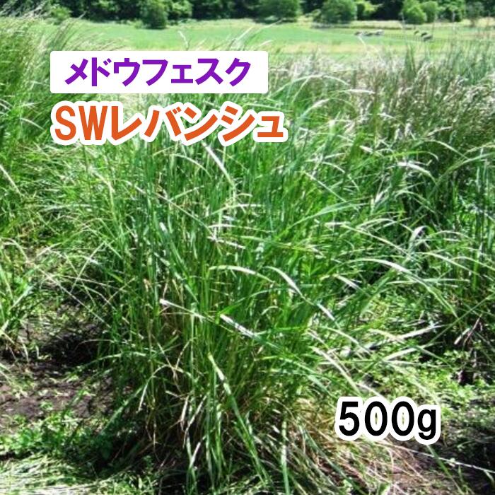 寒地型の多年生草種で、牧草用メドウフェスクより小型の植生専用品種 ［特徴］ トールフェスクより小型で、牧草用メドウフェスクより小型の植生専用品種です。 耐寒性に優れ、根は深くまで伸展します。 ［播種量］ 15～20g/平方メートル ［播種期］ 道東・道北：春～夏　5月上旬～8月下旬 道央・道南：春～夏　5月上旬～8月下旬 東北北部・寒高冷地：春～夏　5月上旬～8月下旬 東北中部・南部：春　4月上旬～6月中旬・秋　9月上旬～10月上旬 一般地：春　3月下旬～6月中旬・秋9月中旬～10月中旬 西南暖地：春　3月中旬～5月下旬・秋　9月下旬～10月下旬 ［ご確認ください］ この商品はメーカーより直送のため、納品書及び領収書は同封できません。 購入履歴より「注文詳細を表示」をクリックし、ご自身で領収書・請求書を発行してください。 ［種子商品と責任］ ※種子は発芽試験の基準を満たしたものをお届けいたしますが、商品の性質上、すべて同一ではなく異株が出ることがございます。 ※播種後の条件が商品にとって不適切な場合、発芽しないことがございます。品目ごとに適した条件下での管理をお願いいたします。 ※種子はご注文いただいた時点で有効期限内のものを発送させていただきますが、種子はナマモノとなりますので、予め作型をご自身でお決めいただいてからのご購入を推奨いたします。 ※独自に加工した種子を使用した場合、自家採種（採り返し）した種子を使用した場合、お届け後に種子の有効期限が切れたものを播いた場合の責任は負いかねます。 ※種子は保管状況、天候、栽培環境など様々な条件により結果が異なるため、種子の生長後や収穫物に対する補償は行っておりません。 ※植物は品種の特性や環境によって生育差が生じることがあるため、記載の収穫量、サイズ、味などの表現に関しては異なる場合がございます。