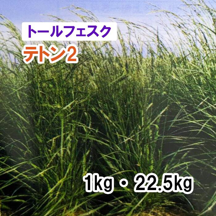 【 芝生用 緑化用 トールフェスク 】 テトン2 1kg 22.5kg 牧草 放牧用 栽培用 緑肥 種子 雪印種苗