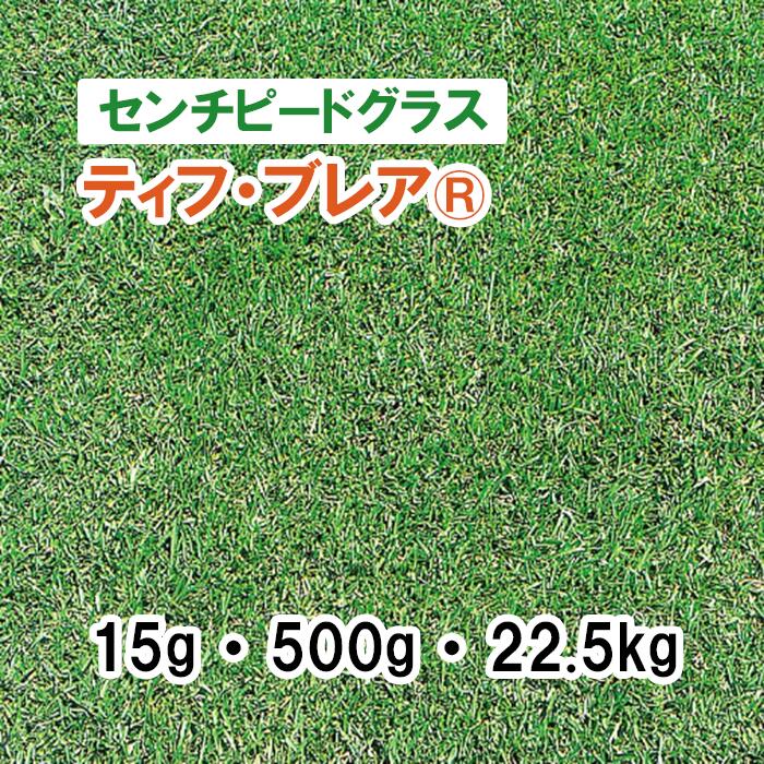 3月出荷再開予定 ティフ・ブレアⓇ 15g 500g 22.5kg PVP 牧草 放牧 採草 栽培用 飼料用 ゴルフ場 競技場 緑化 種子 タキイ種苗