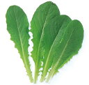 【 レタス 】 グリーンロメイン 1L 【 中原採種場 】 野菜種 栽培用 種子 ベビーリーフ ナカハラのたね