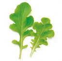 【 レタス 】 グリーンオーク 1L 【 中原採種場 】 野菜種 栽培用 種子 ベビーリーフ ナカハラのたね