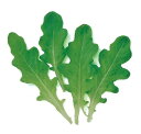 【 レタス 】 グリーンオーク(濃緑) 1L 【 中原採種場 】 野菜種 栽培用 種子 ベビーリーフ ナカハラのたね