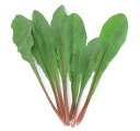 【 チコリー 】 チコリー(イタリアンレッド) 1L 【 中原採種場 】 野菜種 栽培用 種子 ベビーリーフ ナカハラのたね