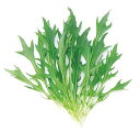 【 水菜 】 晩生ミズナ 1L 【 中原採種場 】 野菜種 栽培用 種子 ベビーリーフ ナカハラのたね