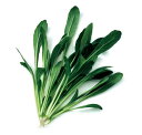 【 水菜 】 中生ミブナ 1L 【 中原採種場 】 野菜種 栽培用 種子 ベビーリーフ ナカハラのたね
