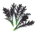【 葉物 】 レッドからし水菜 1L 【 中原採種場 】 野菜種 栽培用 種子 ベビーリーフ ナカハラのたね