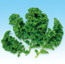 【 ケール 】 縮緬グリーンケール 1L 【 中原採種場 】 野菜種 栽培用 種子 ベビーリーフ ナカハラのたね