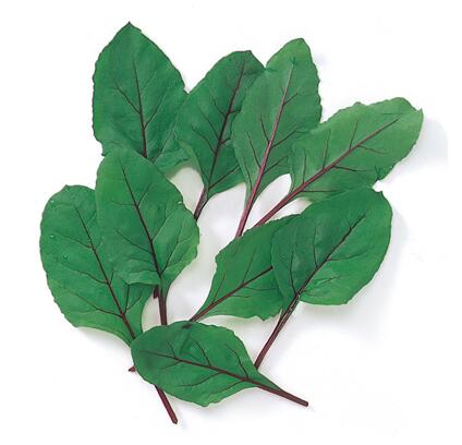 【 ビート 】ビート（ デトロイト ） 1L 【 中原採種場 】 野菜種 栽培用 種子 ベビーリーフ ナカハラのたね