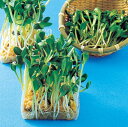 【 カイワレ 】 ひまわり ( 姫ひまわり ) 1L 【 中原採種場 】 野菜種 栽培用 葉物 種子 スプラウト ナカハラのたね