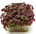 【 カイワレ 】 赤しその芽 1L 【 中原採種場 】 野菜種 栽培用 葉物 種子 スプラウト ナカハラのたね