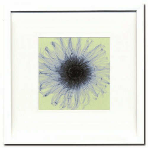 StevenN.Mayers Dahilla-small ISM-14135 X-RayPHOTOGRAPHY インテリアアートポスター額付 取寄品 バースデー...