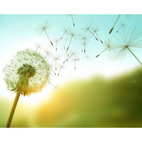 Petit Canvas Art 写真 アート プチ キャンバスアート ダンデライオン 美工社 フレームレス ギフト 装飾インテリア 取寄品 ベルコモン