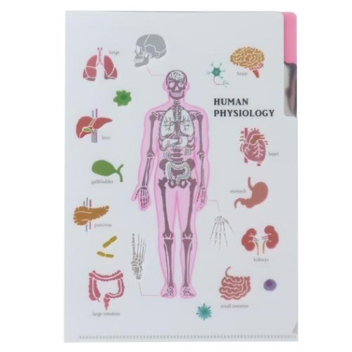 A5ポケットクリアファイル ポケットファイル STUDY HOLIC 人類生物学 Green Flash 新学期準備文具 学び..