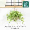 【15％OFFクーポン 5/1 0時-24時】 人工観葉植物 光触媒 ガーデングリーン・ハンギング 水やり不要 高さ25 インテリアグリーン 観葉植物 造花 防臭 殺菌 抗菌 洗浄 ひっかけ紐付き 吊り飾り ゼブリナ・ペンデュラ43cm 送料無料