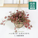 【15％OFFクーポン 5/1 0時-24時】 人工観葉植物 光触媒 ガーデングリーン・ハンギング 水やり不要 高さ25 インテリアグリーン 観葉植物 造花 防臭 殺菌 抗菌 洗浄 ひっかけ紐付き 吊り飾り ヒポエステス43cm 送料無料