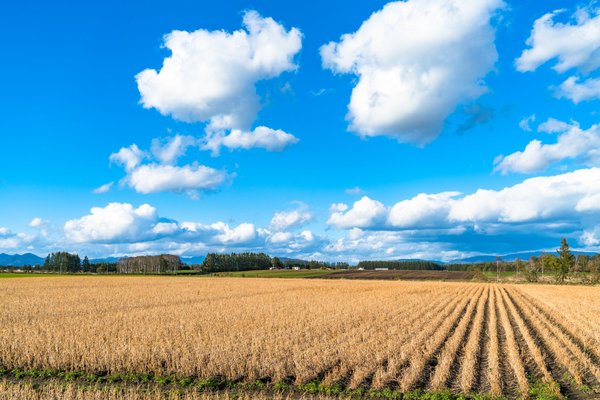 パールライス 北海道産 無洗米 ゆめぴりか 5kg 令和7年産 vellysupply-10092223 VellySupply サンプル画像3
