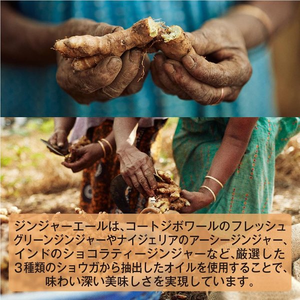 植物由来の成分を使用したイギリスのプレミアムミキサー Fever-Tree(フィーバーツリー) プレミアムジンジャーエール 200mlx24本 vellysupply-10093733 VellySupply サンプル画像3