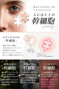 【ヒト幹細胞&ハイドロキノン5%配合】VELUSHQホワイトクリーム【日本製】ハイドロキノンクリーム軟膏純ハイドロキノンビタミンC誘導体ヒアルロン酸プラセンタ美白黒ずみくすみそばかすシミニキビ跡