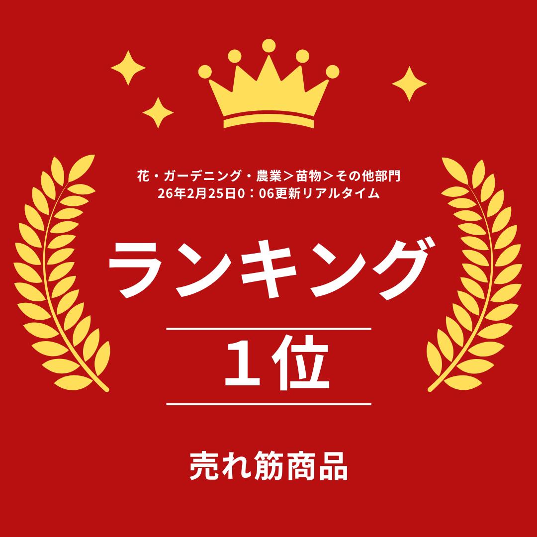 ラヴァンディンラベンダー ハーブ 9cmPOT 4～20個セット 育てやすいプ ランター栽...