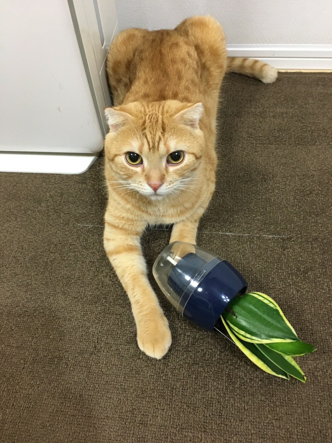 �ߤ��Ƥޤ�� 2ȭ���å� ���տ�ʪ �����ñ ��奵���� ����ɥ����꡼�� ������� �ץ쥼��ȸ��� ���եȸ��� ���襤�� ������� �⤵12cm ���󥹥٥ꥢ ����ǥꥢ����