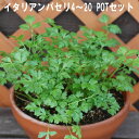 イタリアンパセリ ハーブ 9cmPOT 4〜20個セット 育てやすいプ ランター栽培可能 料理に合う